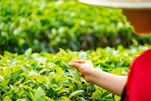 春のシャコバサボテン管理、たった5ステップで花付きが変わる