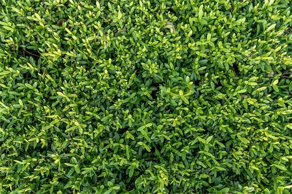 【初心者向け】Zygopetalumの育て方と失敗しないコツ、トラブル対処法