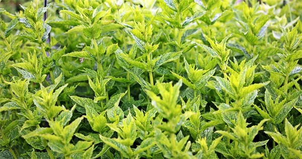 在来種の地被植物のメリットとおすすめ8選｜芝生の代わりになる手間いらずな選択肢