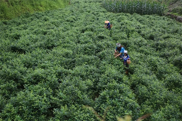 初心者でも安心！観葉植物から野菜まで、まるごと学べる無料ガイド